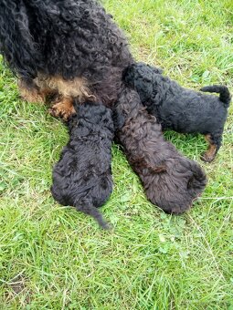 Pudel black and tan - 8