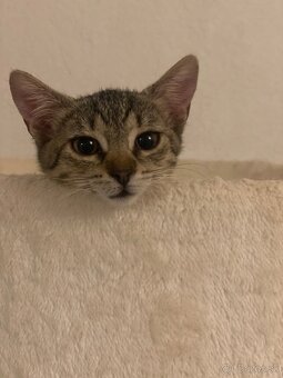 Zachranene maciatka - 8