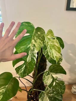Monstera thai, Monstera albo, Monstera esqueleto - 8
