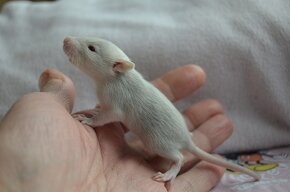Potkaníky s rodokmeňom máj 2024 - 8