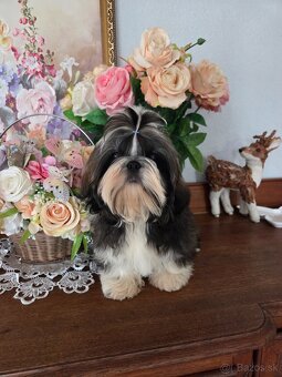 Shih tzu s pp FCI - 8
