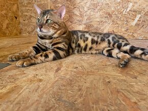 Bengálska mačka,kocúr,mačiatko,Bengal - 8