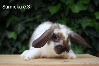 Zdrobnené barančeky na maznáčika aj králičí hop - 8