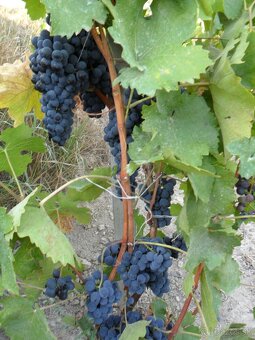 predám záhradu s vinicou - 8
