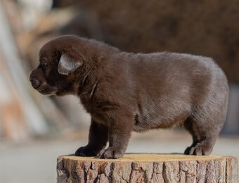 Labrador retriever s PP,  Labradorsky retriever - 8