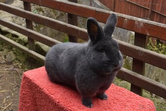 Predam Viedensky modry - 8