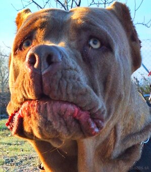 vycvik s ubytovanim, hotel pre psov - 8