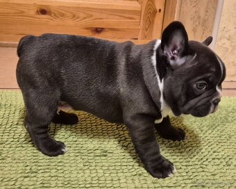 Francúzsky buldoček,buldog,bulldog - 8
