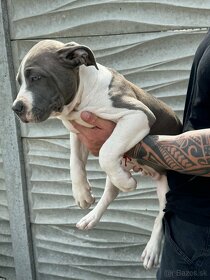 American Bully XXL - 8