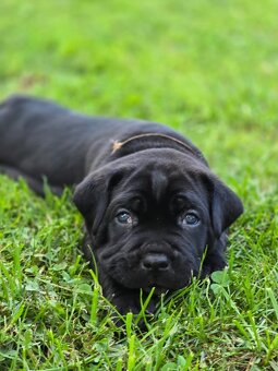 Cane corso krytie - 8