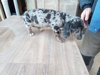 Predám jazveciky steniatka - 8