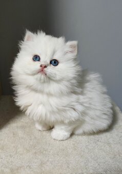 Britské mačiatka s PP❤️extra kvalita❤️ - 8