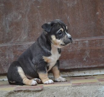 American bully pocket / shar pei (odber 14.11) - 8