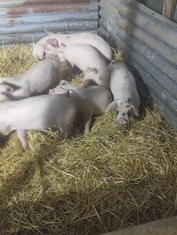 Landras X durok - 25-30kg - 8