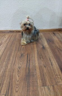 Yorkshirsỳ terier mini - 8