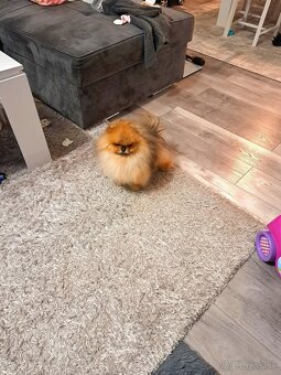 Pomeranian mini - 8
