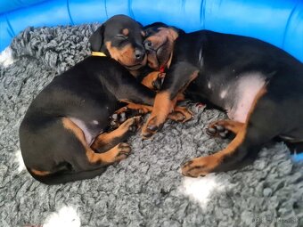Doberman - 8