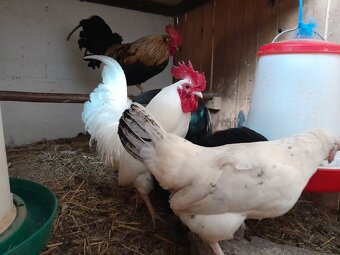 (P) sliepky bantamky liliputky ayam serama japonka chabo - 8