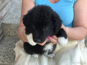 border kólia (collie, kolia) - 8