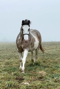 APH QH ZREBCE PRIPUSTANIE 2026 - 8