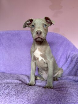 Americký pitbulterier s PP silverfawn rarita - 8
