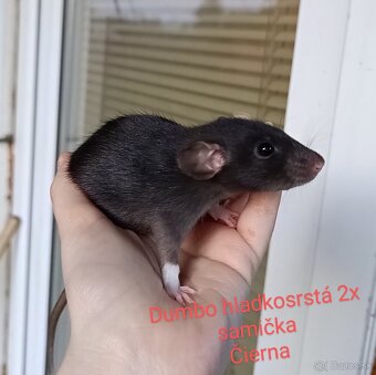 ❤ Dumbo, velveteen potkaníky - 8