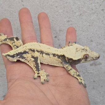 Pagekon riasnaty - C. ciliatus - 8