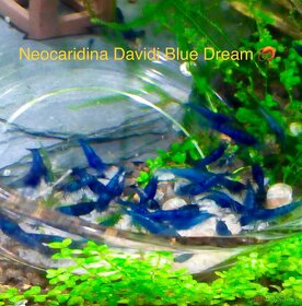 Premium Krevetky - Neocaridina Davidi Blue Sapphire PREMIUM - 8