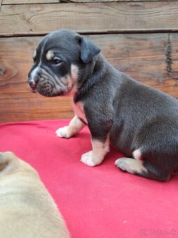 Predám šteniatka stafford/American bully - 8
