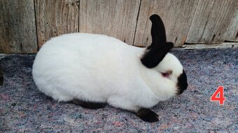 N.O. Strakoš, Kalifornsky - 8