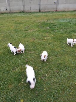 Predám šteňatá Jack Russel - 8