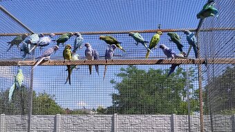 Alexandre malé 03/2025 - 8