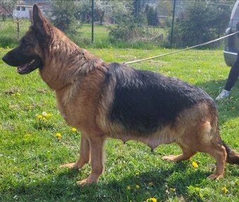 Nemecký ovčiak - 8