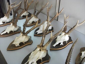 Predám 14ks srnčie trofeje-dovoz Rakúsko. - 8