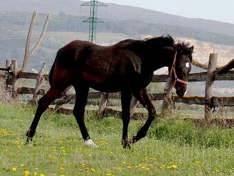 appaloosa žrebček - 8