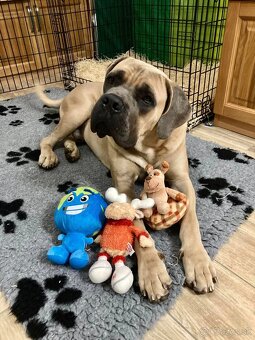 Štěňátka Cane Corso - 8