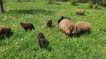 Mini ovečky Ouessant - 8