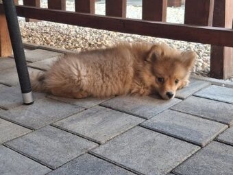 Pomeranian spic - 8