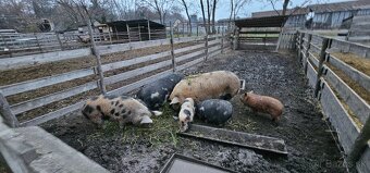 Predám Kune kune - 8