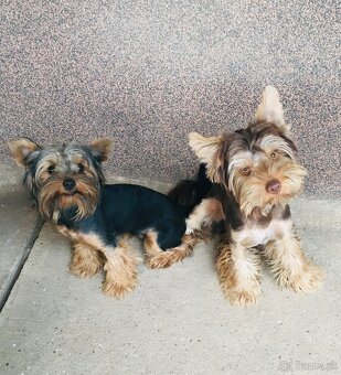 Yorkshire Terrier - 8