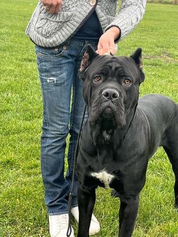 Pes na krytie Cane Corso 3 ročný - 8