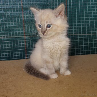 Ponukam maciatko ragdoll - 8