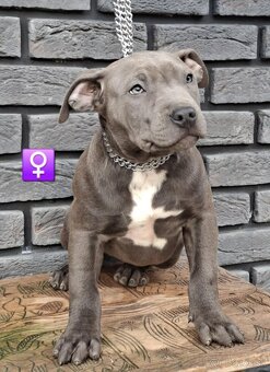 🔥 AMERICAN BULLY 🔥 - 8