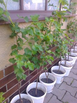 Ríbezle ,egreš, josty, goji, - 8