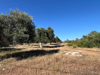 Pozemek u moře 10.050m2 - 8