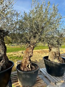 Olivovník európsky (Olea europaea) - 8
