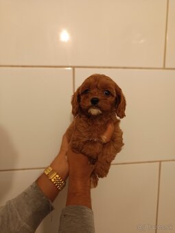 Cavapoo - 8