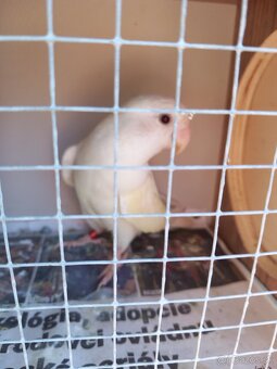 Agapornis ružovohrdlý - 8