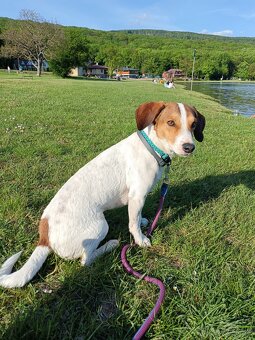 Beagel x Jack Russel teriér - 8