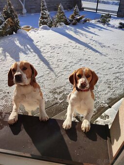 Beagle ,Bigl - 8